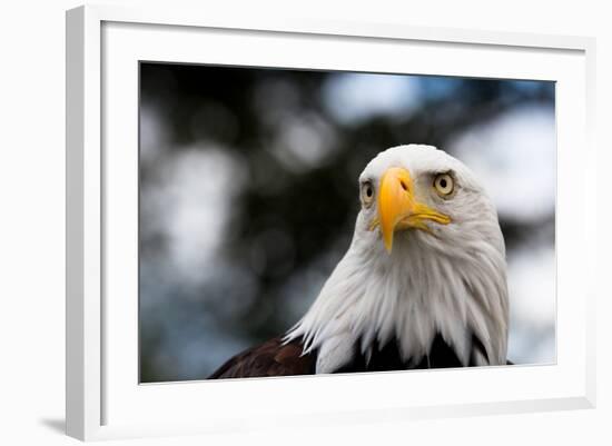 Eagle-rihardzz-Framed Photographic Print