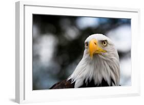 Eagle-rihardzz-Framed Photographic Print