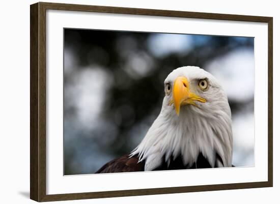 Eagle-rihardzz-Framed Photographic Print