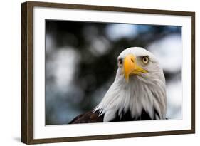 Eagle-rihardzz-Framed Photographic Print