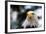 Eagle-rihardzz-Framed Photographic Print