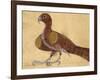 Eagle-Aristotle ibn Bakhtishu-Framed Giclee Print