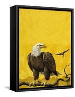 Eagle-English School-Framed Stretched Canvas