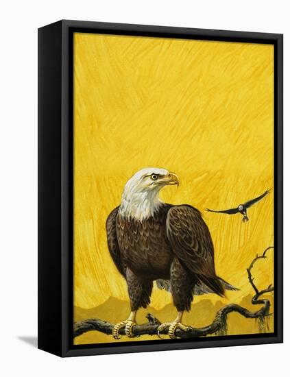 Eagle-English School-Framed Stretched Canvas