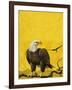 Eagle-English School-Framed Giclee Print