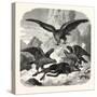 Eagles Fighting over a Chamois, Mountains, 1855-null-Stretched Canvas