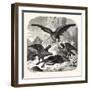 Eagles Fighting over a Chamois, Mountains, 1855-null-Framed Giclee Print