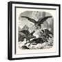 Eagles Fighting over a Chamois, Mountains, 1855-null-Framed Giclee Print