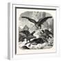 Eagles Fighting over a Chamois, Mountains, 1855-null-Framed Giclee Print