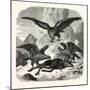 Eagles Fighting over a Chamois, Mountains, 1855-null-Mounted Giclee Print