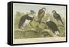 Eagles-null-Framed Stretched Canvas