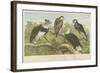 Eagles-null-Framed Giclee Print