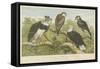 Eagles-null-Framed Stretched Canvas