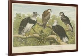 Eagles-null-Framed Giclee Print