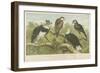 Eagles-null-Framed Giclee Print