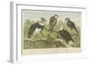 Eagles-null-Framed Giclee Print