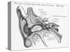 Ear Diagram of the Front View of the Ear-null-Stretched Canvas