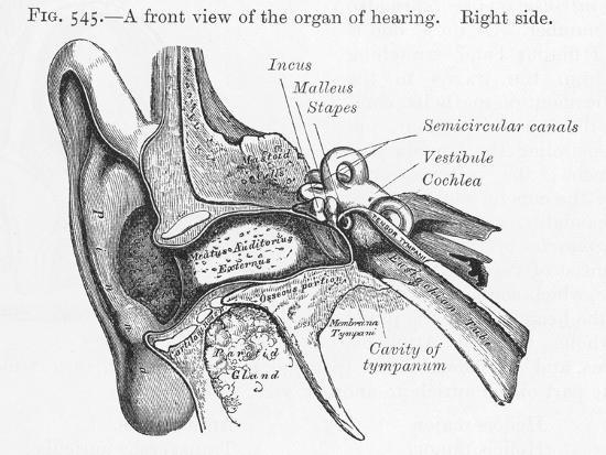 'Ear Diagram of the Front View of the Ear' Photographic Print ...