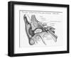 Ear Diagram of the Front View of the Ear-null-Framed Photographic Print