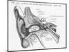 Ear Diagram of the Front View of the Ear-null-Mounted Photographic Print