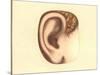 Ear Illustration-Found Image Press-Stretched Canvas