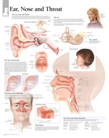 Poster, , large