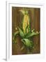 Ear of Corn-Gigi Begin-Framed Giclee Print