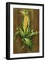 Ear of Corn-Gigi Begin-Framed Giclee Print