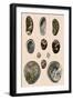 Ear-Shaped Shells-P Brown-Framed Giclee Print