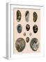 Ear-Shaped Shells-P Brown-Framed Giclee Print