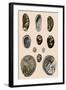 Ear-Shaped Shells-P Brown-Framed Giclee Print