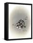 Ear We Go Again-Peggy Harris-Framed Stretched Canvas