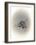 Ear We Go Again-Peggy Harris-Framed Giclee Print