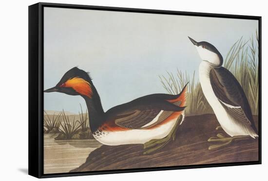 Eared Grebe-John James Audubon-Framed Stretched Canvas