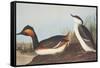 Eared Grebe-John James Audubon-Framed Stretched Canvas