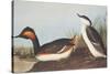 Eared Grebe-John James Audubon-Stretched Canvas