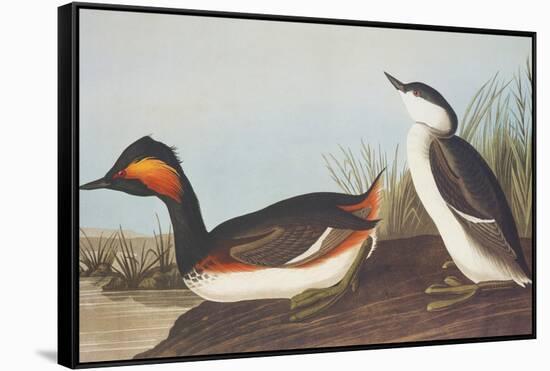 Eared Grebe-John James Audubon-Framed Stretched Canvas