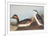 Eared Grebe-John James Audubon-Framed Art Print