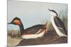 Eared Grebe-John James Audubon-Mounted Art Print