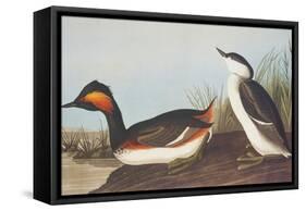 Eared Grebe-John James Audubon-Framed Stretched Canvas