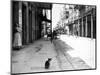 Early 1900s Cat Sitting on Street Older Section of New Orleans,, Louisiana-null-Mounted Photographic Print