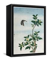 Early 19th-Century Chinese Watercolor of a Cinnamon Plant-null-Framed Stretched Canvas