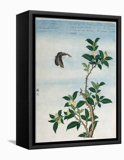 Early 19th-Century Chinese Watercolor of a Cinnamon Plant-null-Framed Stretched Canvas