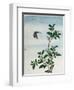 Early 19th-Century Chinese Watercolor of a Cinnamon Plant-null-Framed Giclee Print