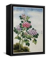 Early 19th-Century Chinese Watercolor of a Hydrangea-null-Framed Stretched Canvas