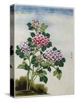 Early 19th-Century Chinese Watercolor of a Hydrangea-null-Stretched Canvas