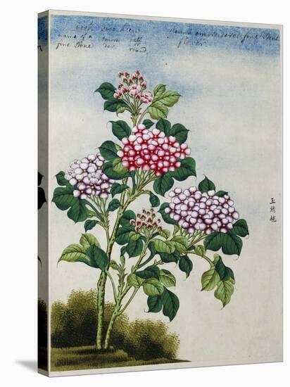 Early 19th-Century Chinese Watercolor of a Hydrangea-null-Stretched Canvas