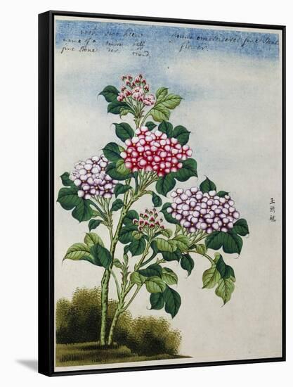 Early 19th-Century Chinese Watercolor of a Hydrangea-null-Framed Stretched Canvas