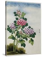 Early 19th-Century Chinese Watercolor of a Hydrangea-null-Stretched Canvas