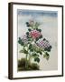 Early 19th-Century Chinese Watercolor of a Hydrangea-null-Framed Premium Photographic Print